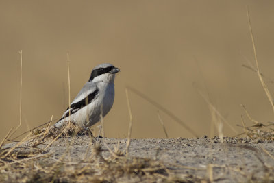 Mauryan Grey Shrike (Lanius l. lahtora)