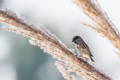 Sind Sparrow (Passer pyrrhonotus)