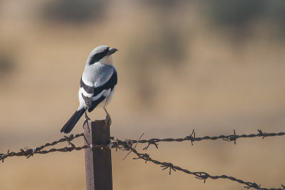 Mauryan Grey Shrike (Lanius lahtora lahtora)