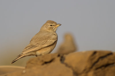 Desert Lark (Ammomanes deserti)