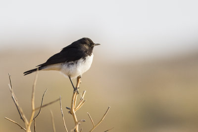 Variable Wheatear (Oenanthe picata)