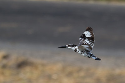 Pied Kingfisher (Ceryle rudis)