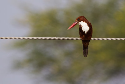 White-throated Kingfisher (Halcyon smyrnensis)