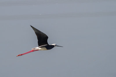 Black-winged Stilt (Himantopus himantopus)