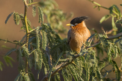 Brahminy Starling (Sturnia pagodarum)