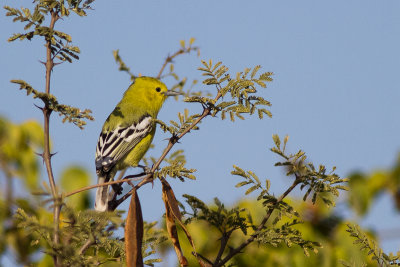 Marshall's Iora (Aegithina nigrolutea)