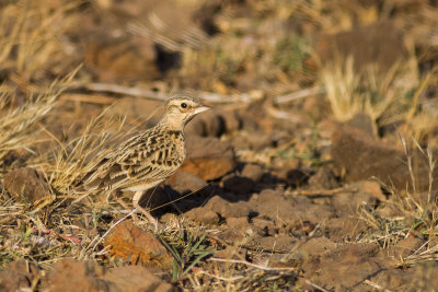 Sykes's Lark (Galerida deva)