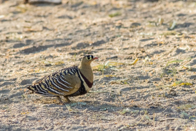 Painted Sandgrouse (Pterocles indicus)