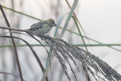 Indian Baya Weaver (Ploceus p. philippinus)