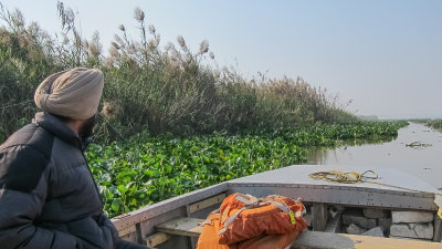 Harike wetlands