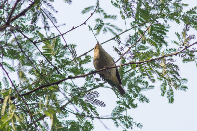 Brooks's Leaf Warbler (Phylloscopus subviridis)