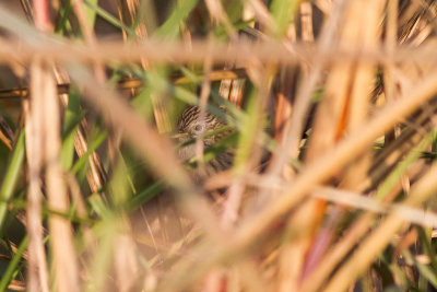 Rufous-vented Prinia (Laticilla burnesii)