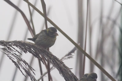 Streaked Weaver (Ploceus manyar)