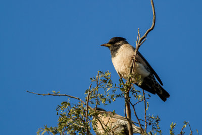 Rosy Starling (Pastor roseus)