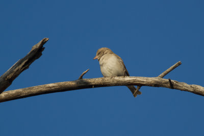 Yellow-throated Sparrow (Gymnoris xanthocollis)