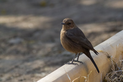 Brown Rock Chat (Oenanthe fusca)