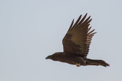 Punjab Raven (Corvus corax subcorax)