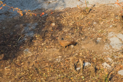 Red Spurfowl (Galloperdix spadicea)