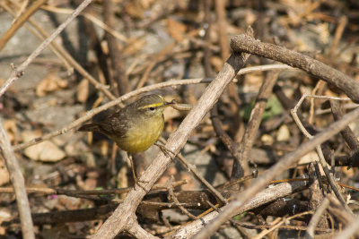 Sulphur-bellied Warbler (Phylloscopus griseolus)