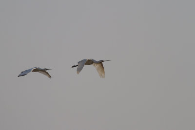 Eurasian Spoonbill (Platalea leucorodia)