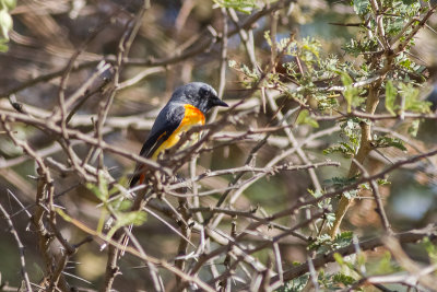 Small Minivet (Pericrocotus cinnamomeus)