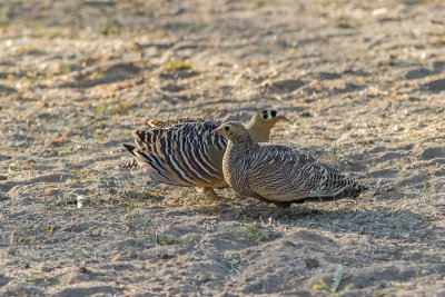 Painted Sandgrouse (Pterocles indicus)