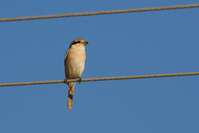 Isabelline Shrike (Lanius isabellinus)