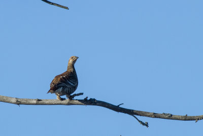 Black Grouse (Lyrurus tetrix)