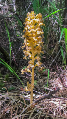 Bird's-nest Orchid (Neottia nidus-avis)