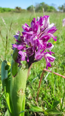 Military orchid (Orchis militaris)