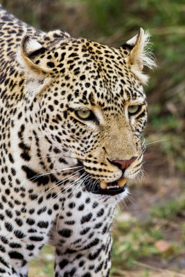 Leopard (Panthera pardus)