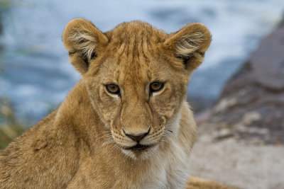 Lion (Panthera leo)