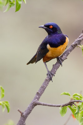 Hildebrandt's Starling (Lamprotornis hildebrandti)