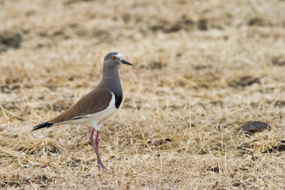 Black-winged Lapwing (Vanellus melanopterus)