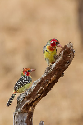 Red-and-yellow Barbet (Trachyphonus erythrocephalus)