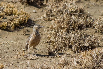 Beesley's Lark (Chersomanes beesleyi)