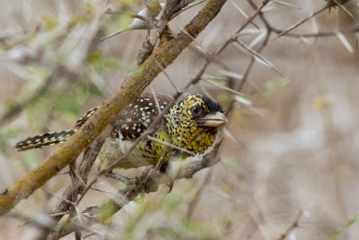 D'Arnaud's Barbet (Trachyphonus darnaudii)