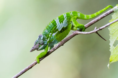 West Usambara Two-horned Chameleon (Kinyongia multituberculata)