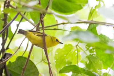 Pemba White-eye (Zosterops vaughani)