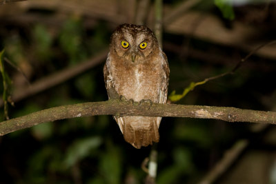 Pemba Scops Owl (Otus pembaensis)