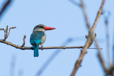 Mangrove Kingfisher (Halcyon senegaloides)