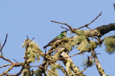 Banded Green Sunbird (Anthreptes rubritorques)