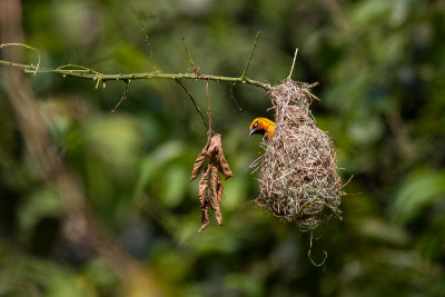 Spectacled Weaver (Ploceus ocularis)