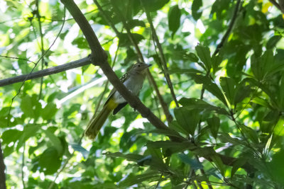 Eastern Nicator (Nicator gularis)