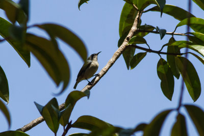 Amani Sunbird (Hedydipna pallidigaster)
