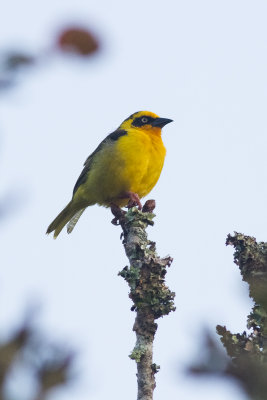 Baglafecht Weaver (Ploceus baglafecht)