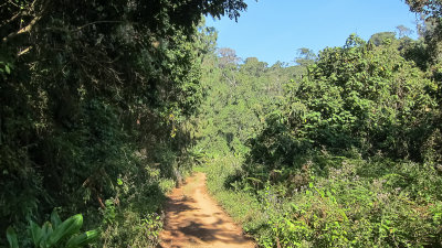 Magamba Forest Reserve