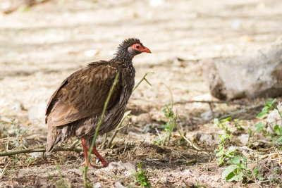 Red-necked Spurfowl (Pternistis afer)