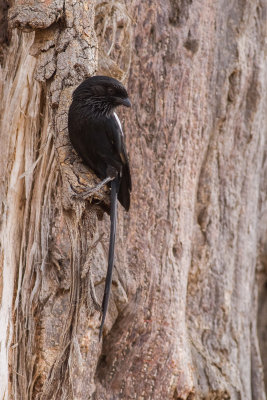 Magpie Shrike (Urolestes melanoleucus)