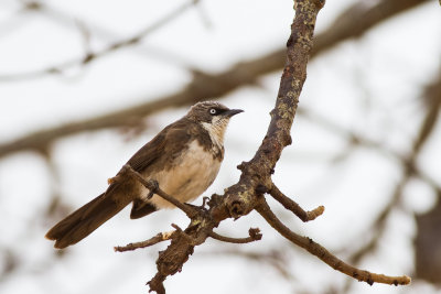 Northern Pied Babbler (Turdoides hypoleuca)